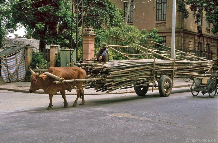 Xe bò trên phố, 1991.